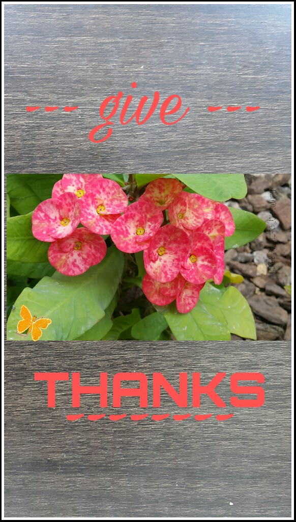 Gratitude Journal, Thanks, Giving Thanks, Gratitude, Harmony, Postcards by Jackie Oby-Ikocha
