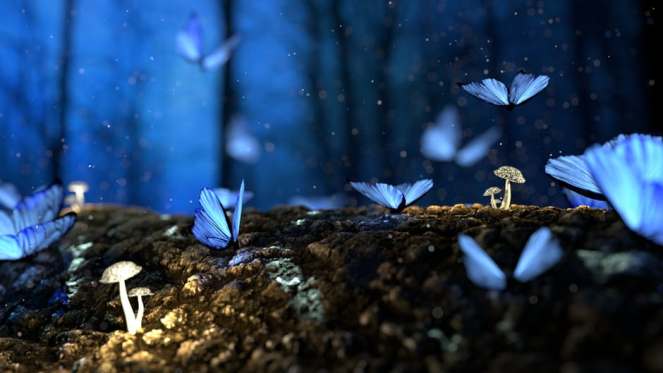 Butterflies, Blue, Fantasy